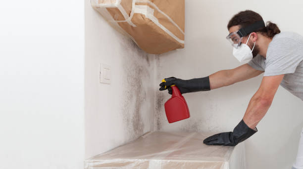 Professional Attic Mold Remediation technician working in Elmwood Park, NJ