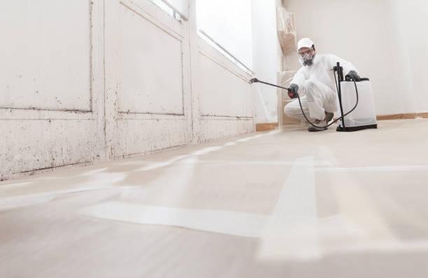 24/7 Emergency Attic Mold Remediation experts in Elmwood Park, NJ