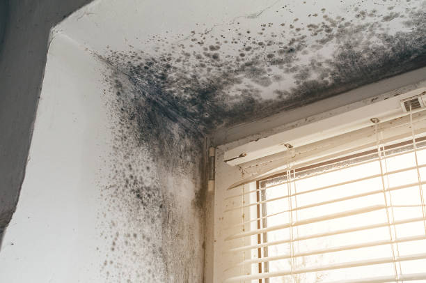 Affordable Attic Mold Remediation solutions in Elmwood Park, NJ